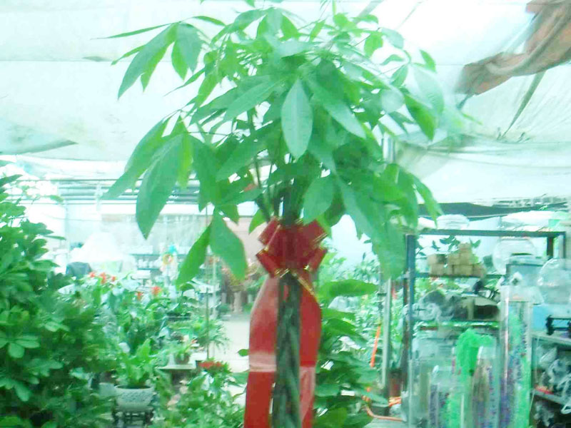 风水植物树 发财树.jpg