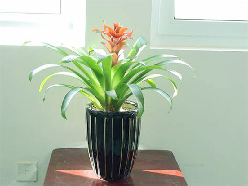 鸿运当头 植物风水.jpg