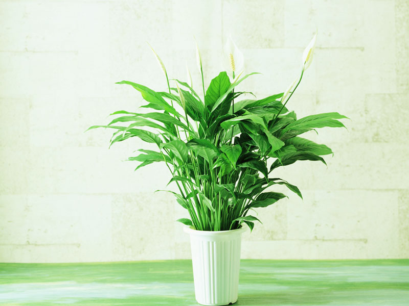 植物风水白掌.jpg