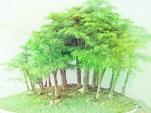 绿色植物风水搭配.jpg